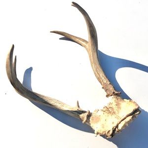 Deer Antlers